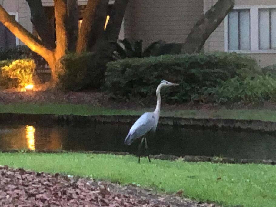 Peaceful Treetop Condo - 2Br/2Ba Hilton Head Island Εξωτερικό φωτογραφία